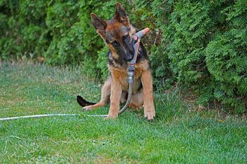 Schapenhond (puppy) speelt met tuinslang
