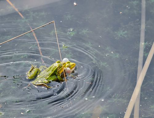 Frühling in den Bargerveen, sich paarende Frösche