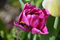 Hommel op zoek naar stuifmeel in roze tulp