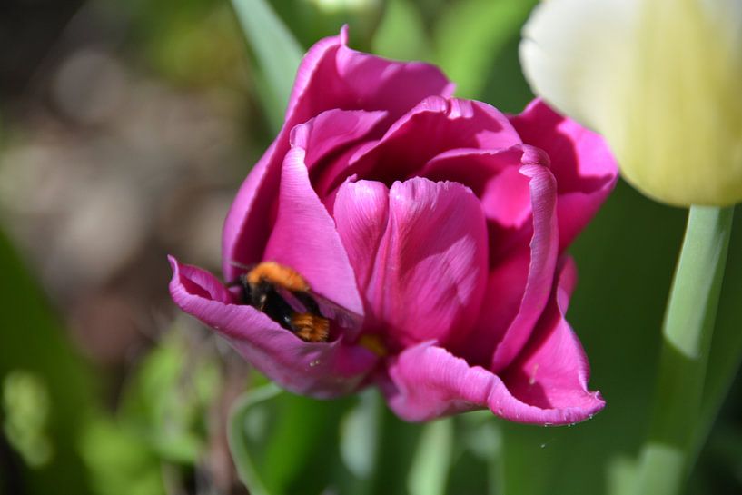Hommel op zoek naar stuifmeel in roze tulp by Mirjam Rood-Bookelman