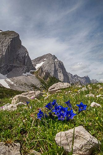 Enziane im Karwendel