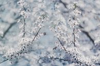 Cherry blossoms and busy bees by Dirk Wüstenhagen thumbnail