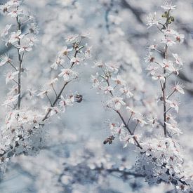 Cherry blossoms and busy bees by Dirk Wüstenhagen