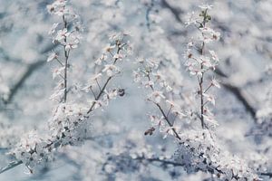 Cerisiers en fleurs et abeilles laborieuses