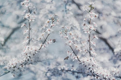 Cherry blossoms and busy bees