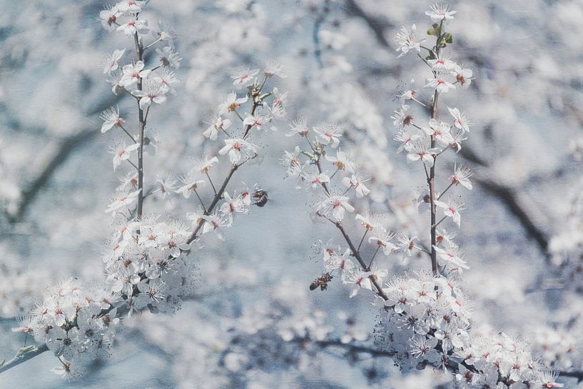 Cherry blossoms and busy bees by Dirk Wüstenhagen