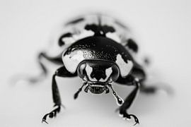 Ladybird macro photography by Poster Art Shop