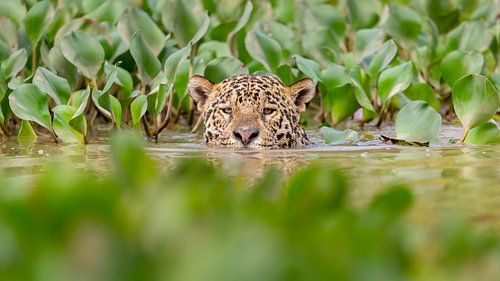 Zwemmende jaguar tussen de waterplanten