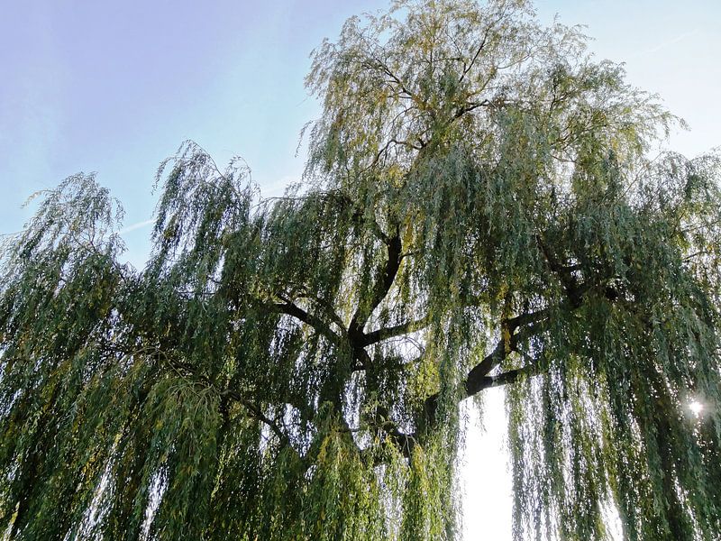 Tree Magic 70 von MoArt (Maurice Heuts)