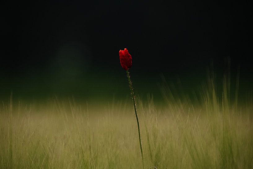 Poppy by Michael van Eijk