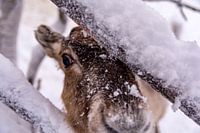 Des rennes en Laponie finlandaise près de Levi