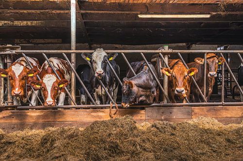 Cows in the Stable - Rural Life in the Countryside