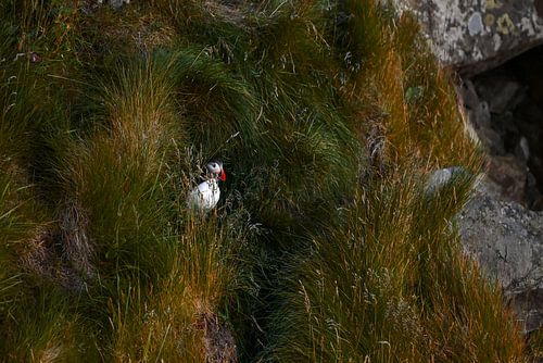 Verborgen papegaaiduiker op Runde in Noorwegen