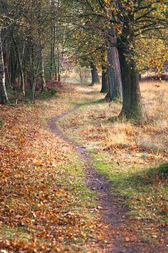 Wandelpad in bomenlaan tijdens de herfst