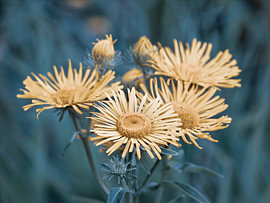 Ochre-coloured meadow flowers against a cool background