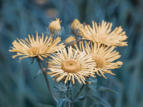 Ochre-coloured meadow flowers against a cool background