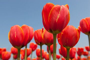 Close up van rode tulpen tegen achtergrond van een helder blauwe lucht