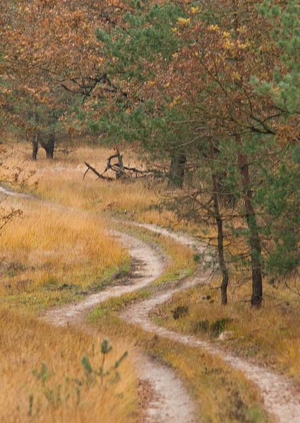 Wohin soll das führen? von Natuurpracht   Kees Doornenbal