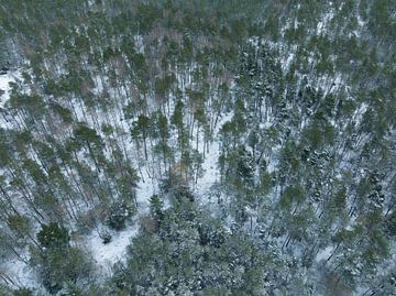 Besneeuwd dennenbos in de lente van bovenaf gezien van Sjoerd van der Wal