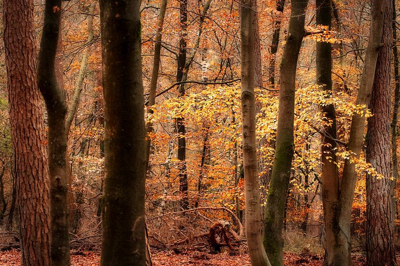 Altweibersommer im Wald von Eerbeek von Sran Vld Fotografie