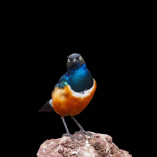Bijzonder vogeltje, een prachtexemplaar