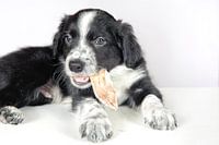 Border collie pup eet gedroogde vlees