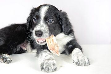 Border collie puppy eats dried meat by Rene du Chatenier