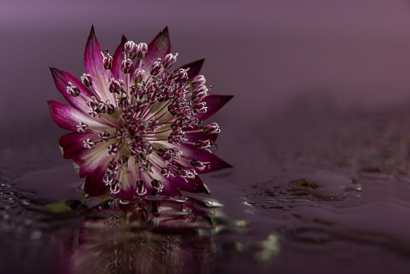 The fallen Astrantia Major by Marjolijn van den Berg