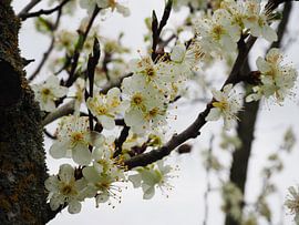 Witte bloesem met gele stampers sur Anne de Brouwer