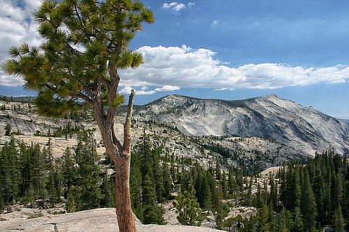 Jeffrey Pine and Clouds Rest from Olmsted Point, Yosemite Park