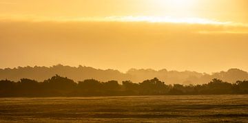 Zonsopgang in New Forest Engeland