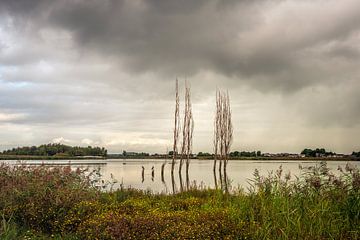 Des arbres dénudés dans l'eau