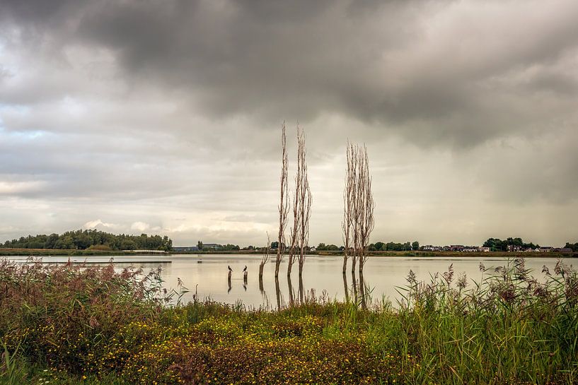 Kahle Bäume im Wasser von Ruud Morijn