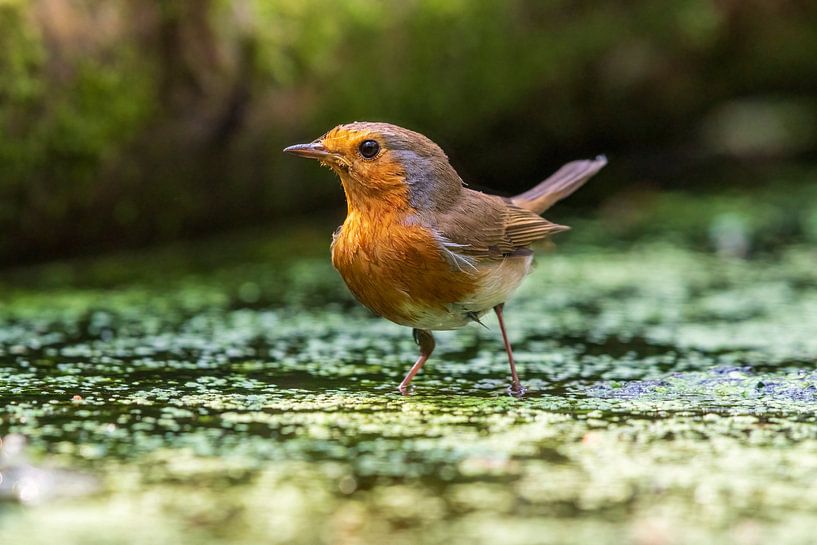 Robins von Merijn Loch