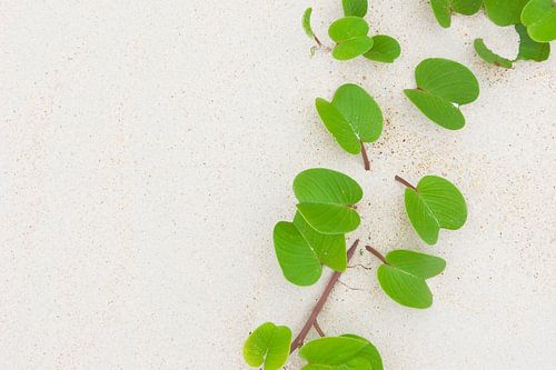 Groene bladeren op het witte zand van een tropisch eiland