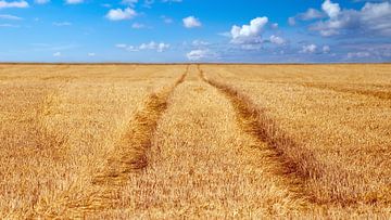 Grain field by Bo Valentino