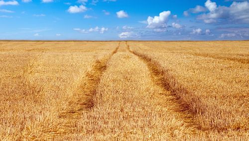Grain field