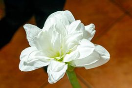 Fleur d'amaryllis blanche s'épanouissant sur fond chaud sur de-nue-pic