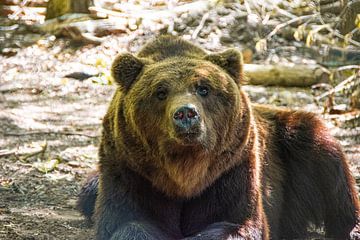 Der Braunbär von Denise Vlieland