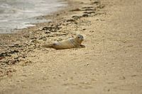 Ein kleiner Seehund am Strand