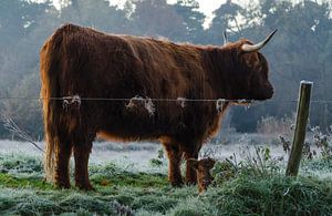 Schottischer Highlander mit Kalb