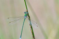Tengere pantserjuffer blauwgroen
