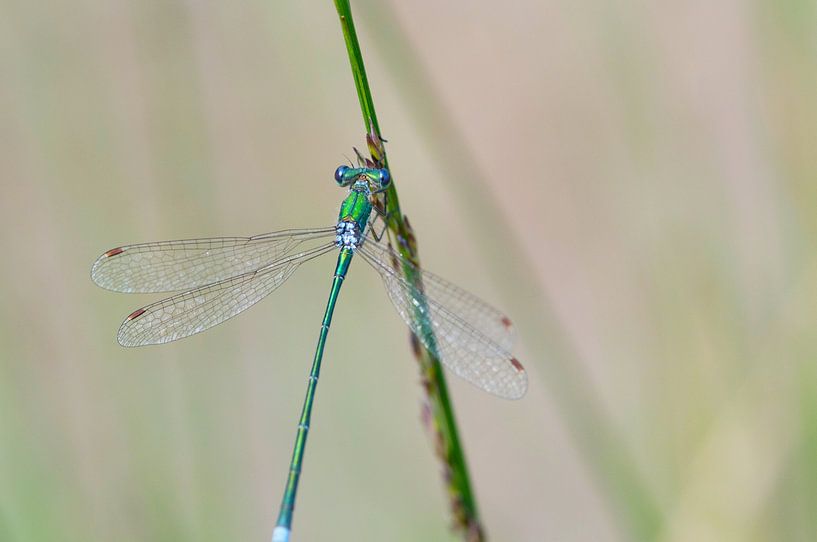 Demoiselle à corps étroit bleu-vert par Ivonne Fuhren- van de Kerkhof