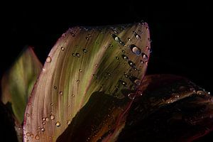 Tautropfen auf einem Blatt