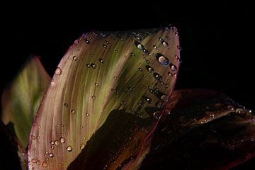 Dewdrops on a leaf by Ellis Peeters