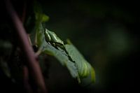 Tree frog