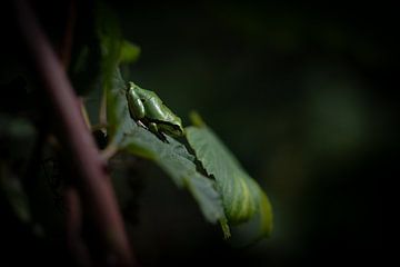 Tree frog by Karin van Rooijen Fotografie