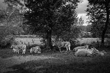 Familieportret koeien Maarheeze van Rob Boon