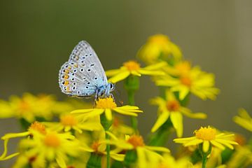 blauwtje gelopen sur rik janse