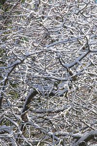 Freshly snowed branches on a tree in winter, Bremen, Deutsc